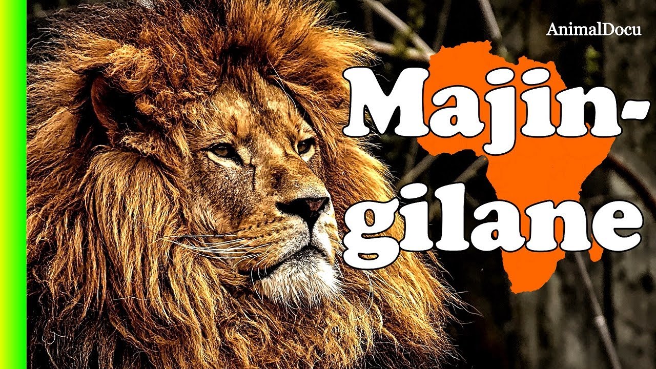 LOS LEONES QUE DESTERRARON A LOS MAPOGO: MAJINGILANES - YouTube