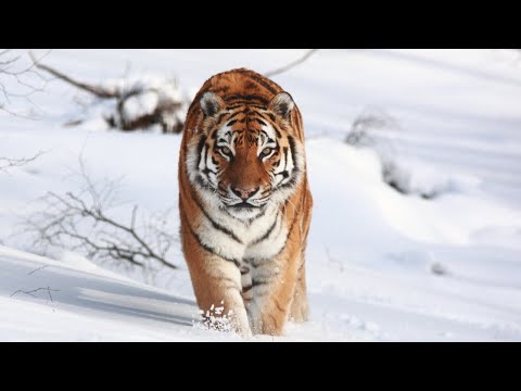 RUSIA SALVAJE #1: El Bosque Secreto - Documental Nat Geo Wild