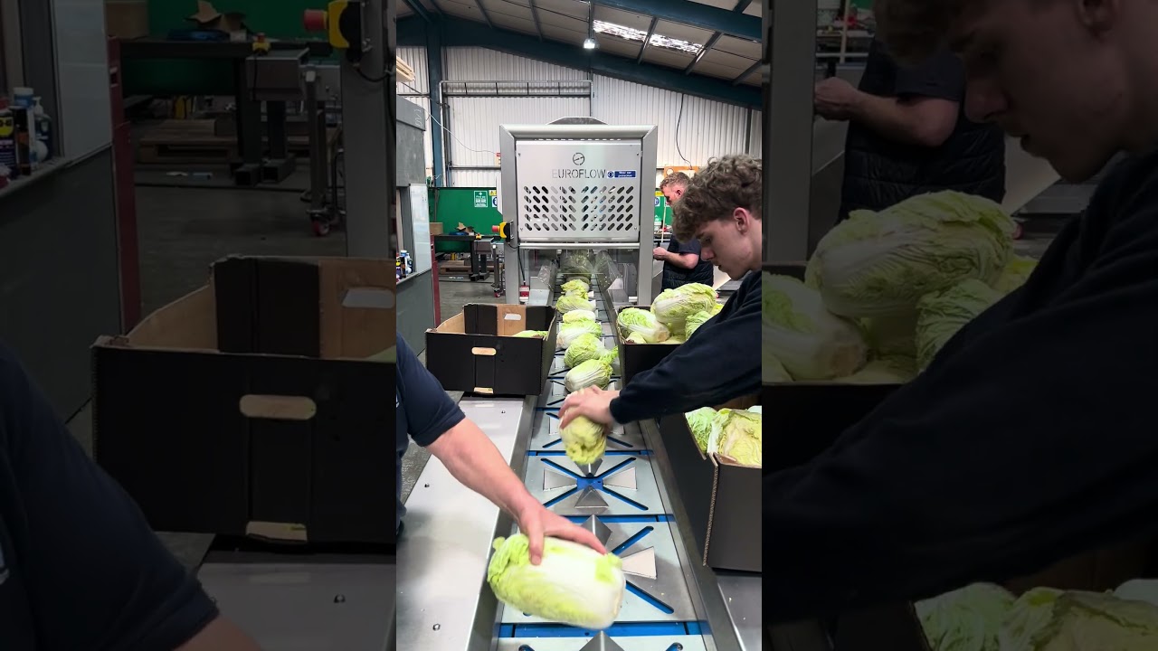 AUTOMATED VEGTABLE CUTTING MACHINE 