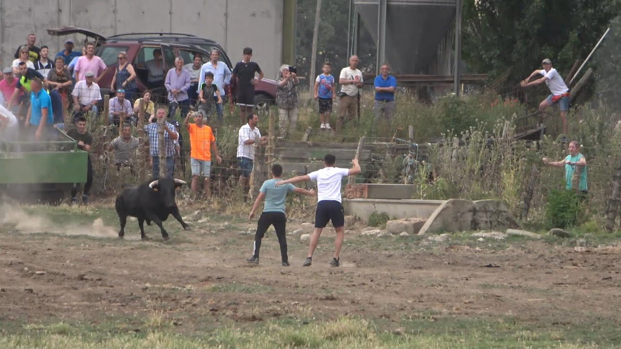 San Miguel de la Ribera 2024 suelta de toros 8-6 24