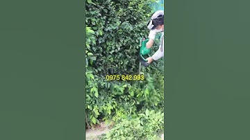 Máy cắt tỉa hàng rào ,cắt cành lá sân vườn cắt tỉa cành cây cảnh sân GOLF VILLA., RESORT, trang trại