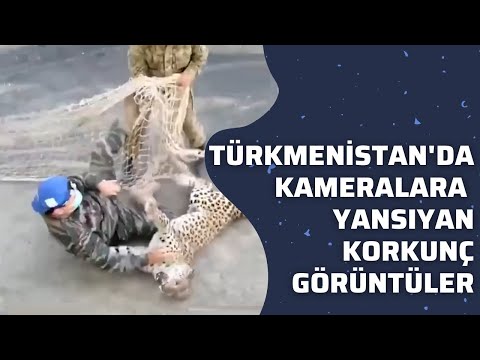 Türkmenistan'da yerleşim alanına inen kar leoparı korkunç anlar yaşattı