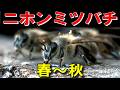 ニホンミツバチの歌4曲 The Song of the Japanese Honeybee