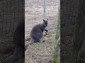 Red-necked wallaby eating #animals #animalsshorts #animal #wallaby #cute #cuteanimals #cuteanimal
