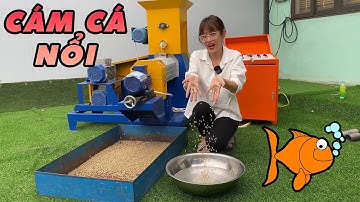 Bình Quân Group:  Máy Ép Cám Viên Nổi 40K Gia Đình Làm Cám Cá Nổi