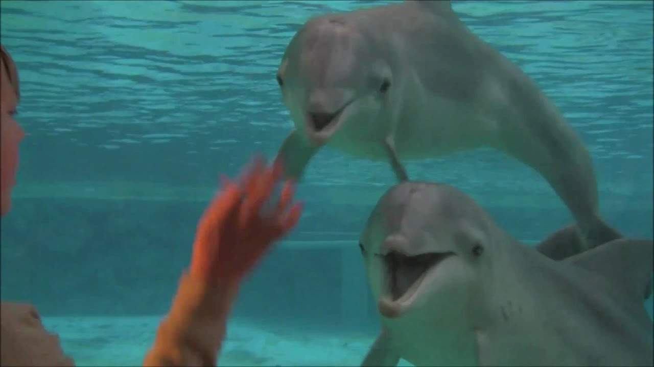 Lek med delfinerna på Kolmården