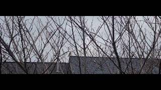 Tufted Titmice Sound Alarm