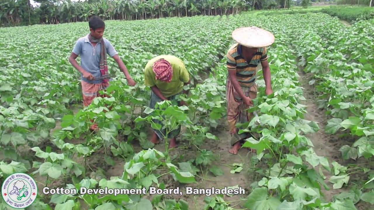 Removal of Vegetative Branches of Cotton Plants 1