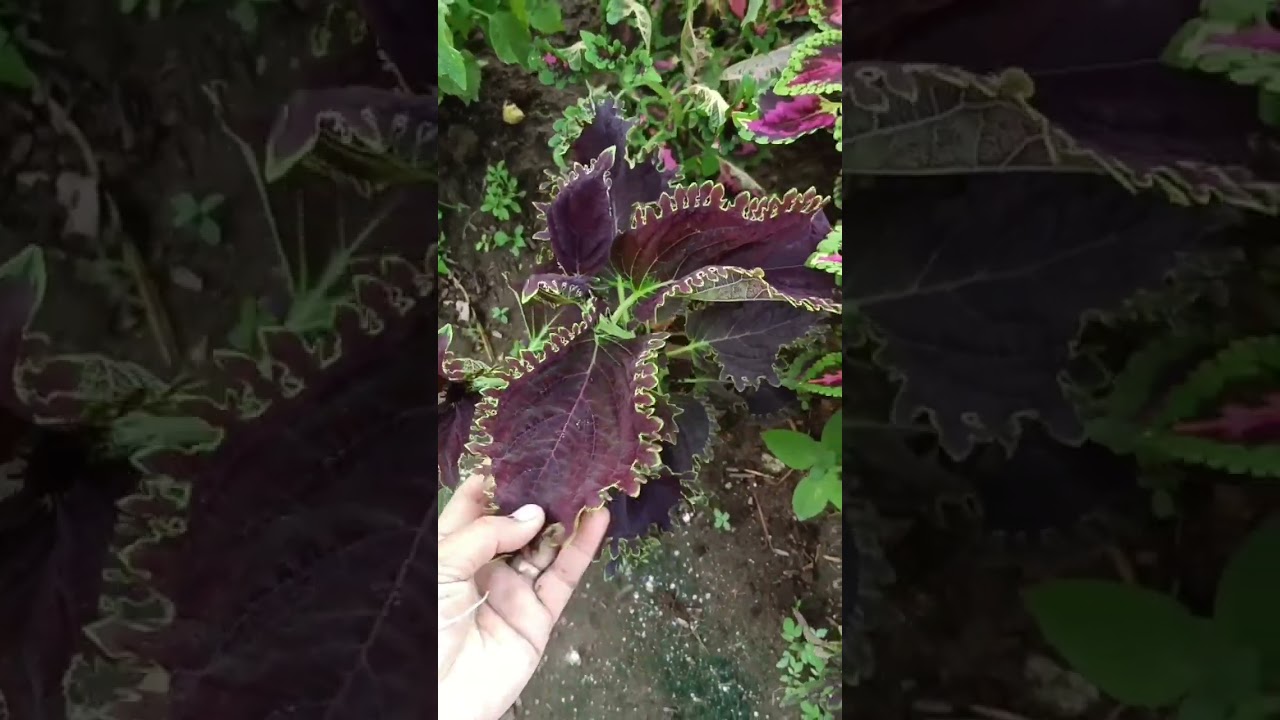 ง่ายๆกับการชำกิ่งฤาษีผสมกิ่งที่เหี่ยวๆชำติดหมดค่ะ