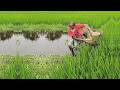 Very Amazing Net Fishing Skill - Best Net Fishing Video - Crazy Fisherman Catch Fish