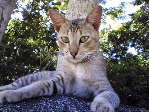 Цейлонская кошка