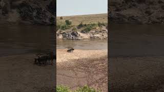 Huge Crocodile grabs a Wildebeest while trying to cross the river