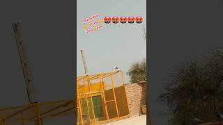 Out of cantrol low flyer pigeons landing High temperature