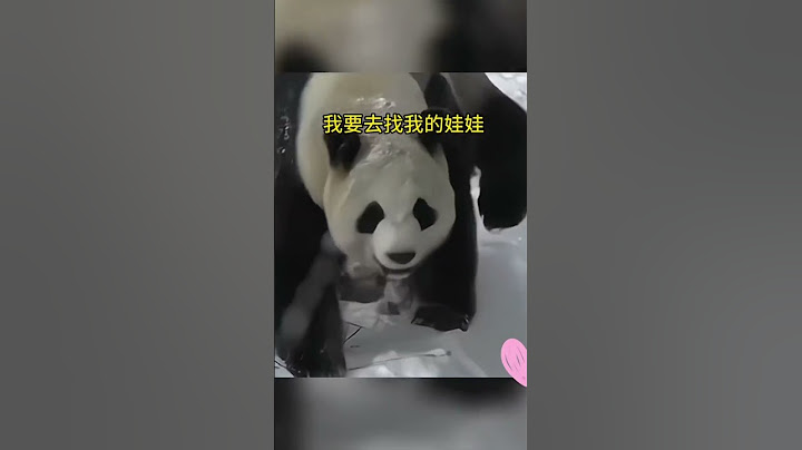 小熊猫找妈妈。#熊猫 #panda #shorts #动物