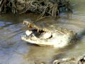 American Crocodile Eats Pig Head at ACES