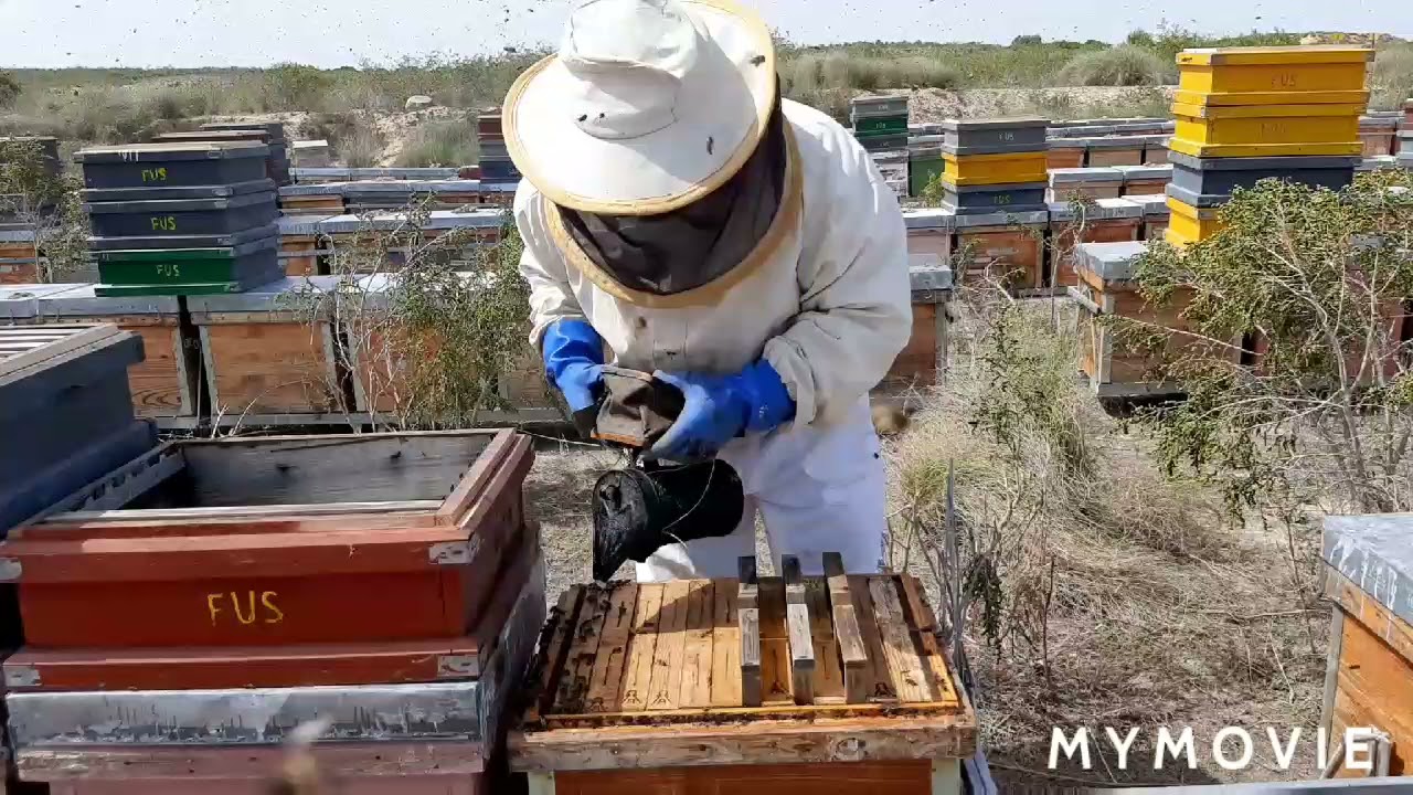 como preparar y conseguir que nos acepten las alzas las colmenas layens