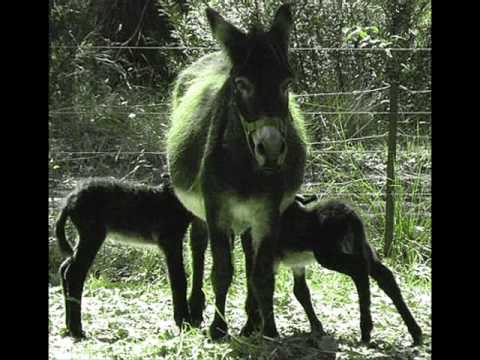 Loreena McKennitt - The Two Trees