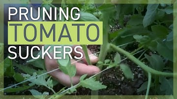 Pruning: Removing Tomato Suckers