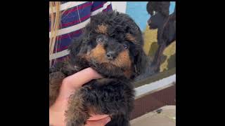 Bugaboo red black AKC phantom toy poodle KC poodles of pa