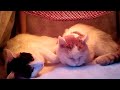 こたつの中の猫ライブ 191227