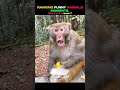 Ranking Funny Animals Moments 🐕🐒 #animals #shorts #funnyanimals #dog #monkey