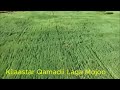 Jallisii Guddicha Laga Mojoo 