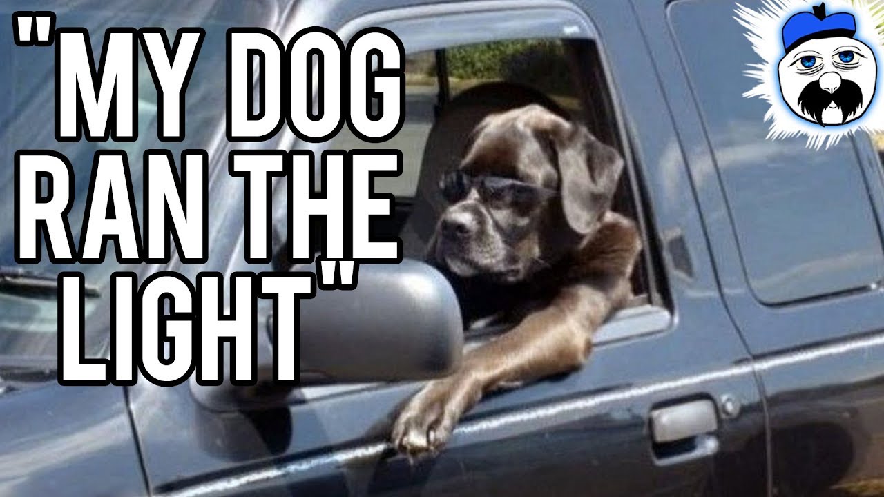 getaways near delhi 15 Dumbest Excuses People Gave For Breaking The Law