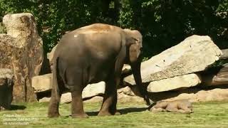Viral video:The #elephant mother ask to keeper wake up her baby