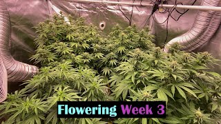 Optic Slim 320H & 600H LED Grow - Week 3 of Flowering - Update 10