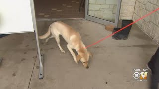 Mesquite Animal Shelter To Reopen After Abrupt Temporary Closure Due To Pipe Burst