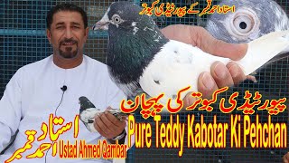 Teddy Kabotar Ki Pehchan|Ustad Ahmed Qambar|Informative Video|Asal Teddy Kabotar|Sakhi Waley Teddy|