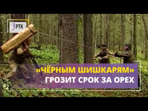«Чёрные шишкари» могут сесть на 12 лет за контрабанду кедрового ореха за границу