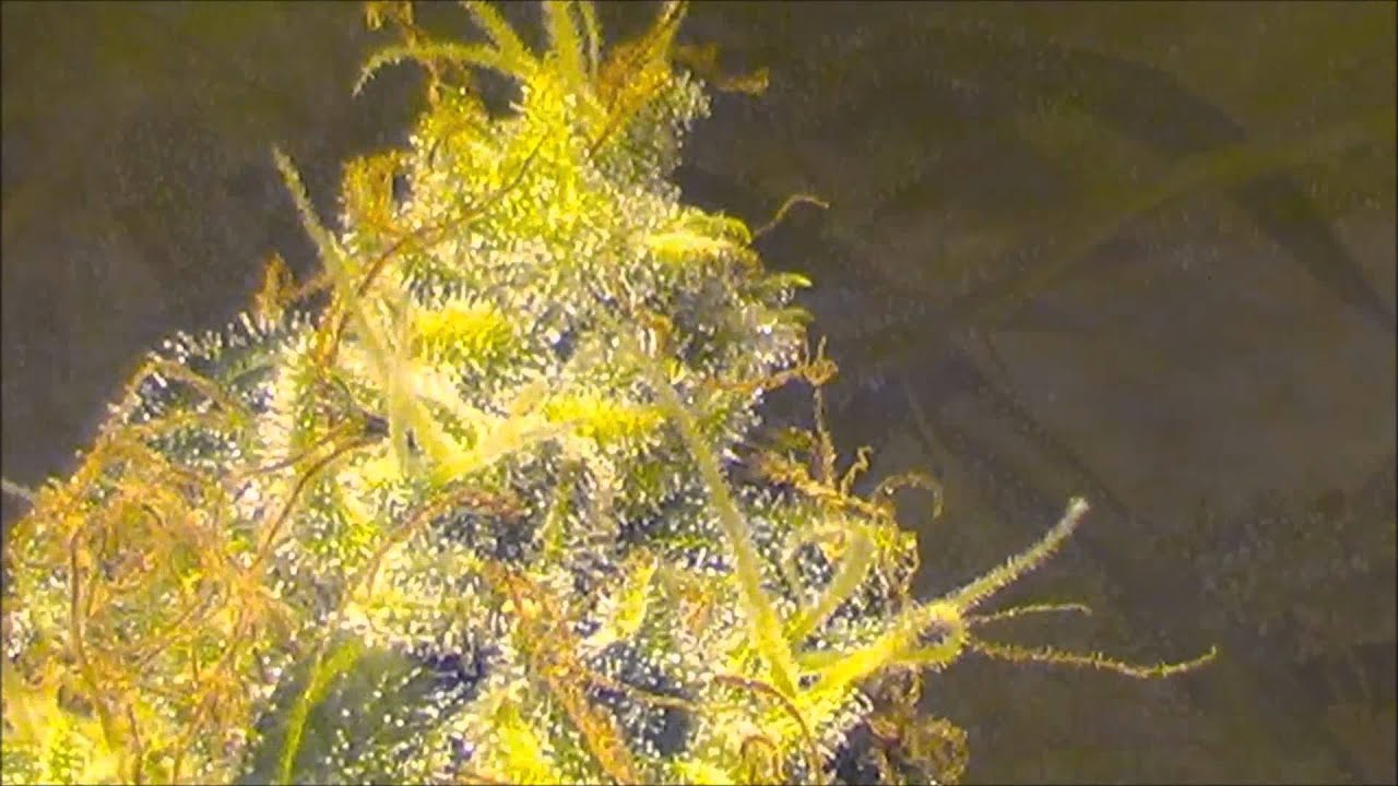 Ace Of Spades Preview Medical Cannabis. TGA Seeds