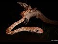 Top End Herping!