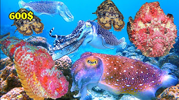 Lặn Biển Nơi Giam Giữ Hàng 100 Tấn Hải Sản Ở Trường | 2 Giờ Lặn Thu Về  20 Triệu