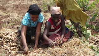 Badili Uchumi wako kwa kilimo cha tangawizi