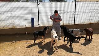 Eine Klasse Hundegruppe