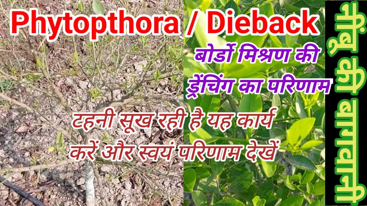 314. नींबू में जड़ गलन और टहनी सूखने के इलाज का परिणाम। अब क्या सावधानी रखनी है।