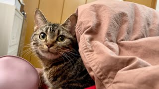 1歳になったのに寝るときは必ず飼い主についていく甘えん坊猫