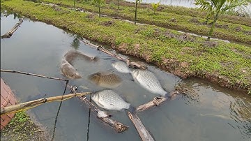 kích cá hai ông cháu ăn tết song sang đầm bên kiếm ăn được rất nhiều cá