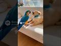 Puppy and Parrot’s Cutest Friendship Ever 🐶🦜 #Shorts📝 #puppy #parrot #viral #fyp #trendig