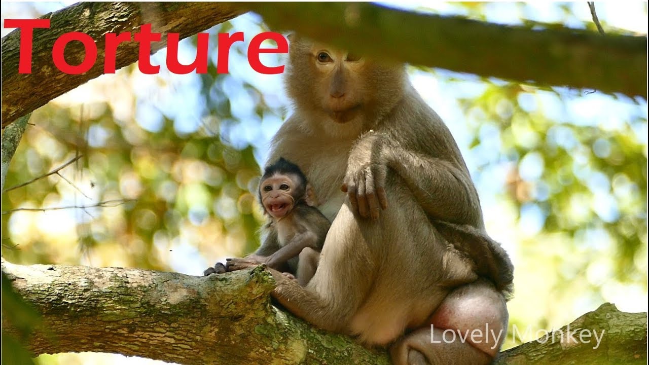 Part 01- Unbelievable Ashley Kidnapped & Make Hurt Baby Jilla Up On The tree. So Worry Of Fall Down.