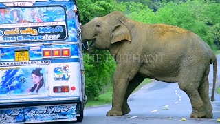 A fierce elephant attacks the bus and people fall to the ground.. by BLACK ELEPHANT 838 views 1 month ago 10 minutes, 43 seconds