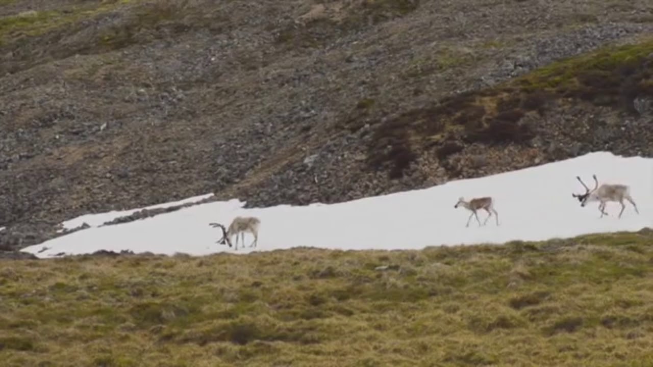 ВЕСНА В ТУНДРЕ - YouTube