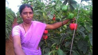 Capsicum Kamalammaಬದುಕು ಬದಲಿಸಿದ ಬಣ್ಣದ ಕ್ಯಾಪ್ಸಿಕಂ: ಕಮಲಮ್ಮನ ಯಶೋಗಾಥೆ