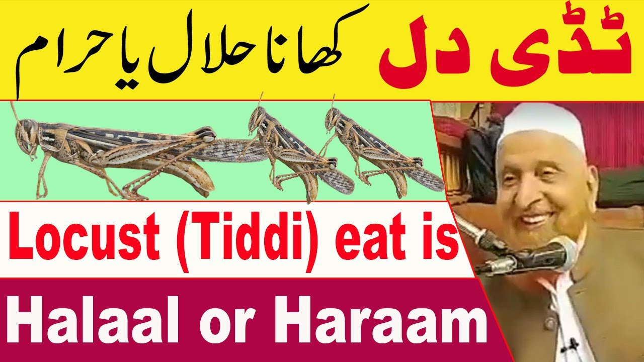 Locust eat is halal or haram in Islam Kya Tiddi Dal Khana Halal Hai