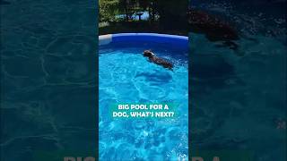 Boston terrier is obsessed with swimming