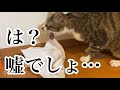 【奇跡】チコが渡りかけた、虹の橋。