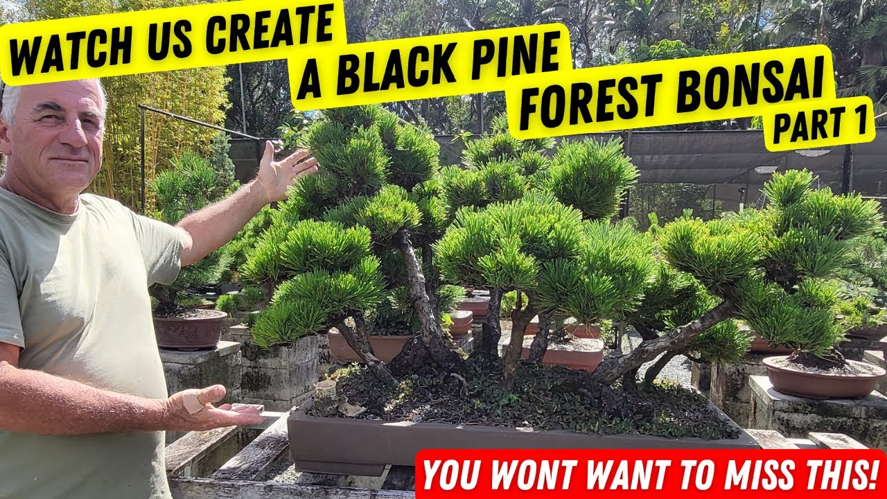新木からの樹づくり How to make a Japanese Black pine forest part 1 Step by step - YouTube
