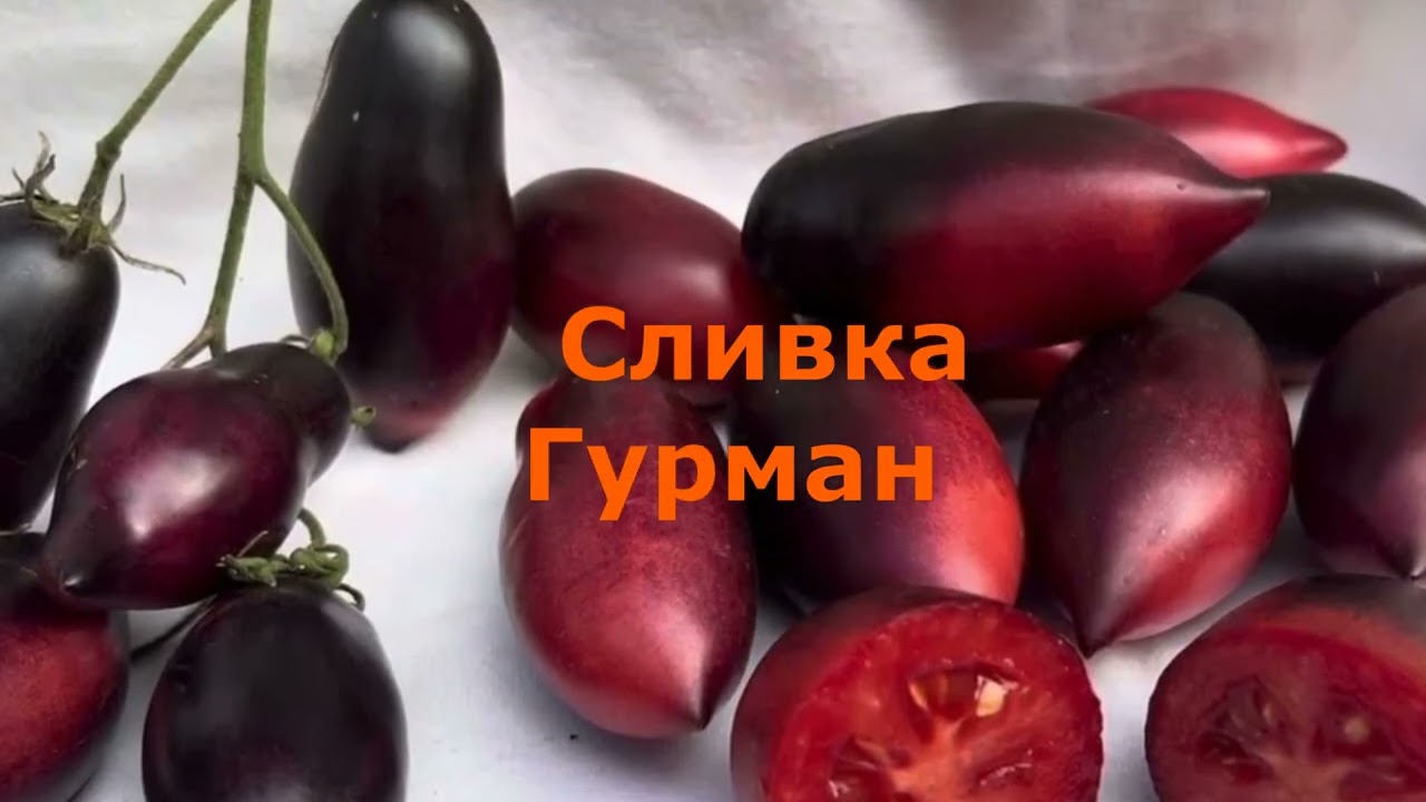 Лучшие сорта помидоров, обильно плодоносящие для открытого грунта!